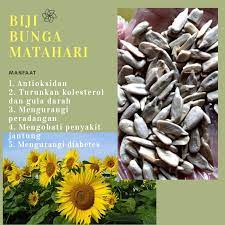 Selain itu, biji bunga matahari mengandung lemak tak jenuh ganda (asam linoleat) dan tunggal. Biji Bunga Matahari Kwaci Kupas Sunflower Seed 500 Gram Shopee Indonesia