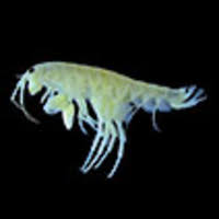 Image result for Ophrestia radicosa