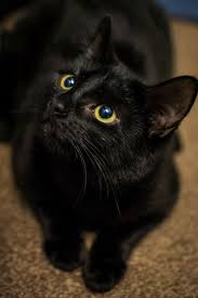 This cat is sometimes also referred to as a tiffany, but the issue is that in the british registry, there was already a different breed of cat called tiffany, which is why this cat, the chantilly. Bombay Cat Breed Information Pictures Characteristics Facts