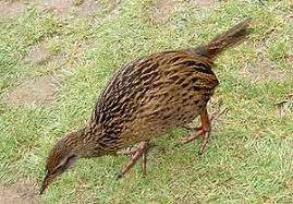 Birds That Cannot Fly With Their Names New Zealand S Weka Flightless Bird Beautiful Birds Pet Birds Wild Birds