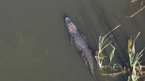 Swamp People Alligator Price Chart. How Much Money Do You Get For An  Alligator?