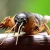 Find the perfect cricket insect stock photos and editorial news pictures from getty images. 1