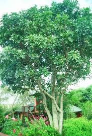 Image result for Ekebergia