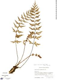 Image result for Asplenium aethiopicum