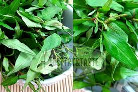 Yaps, tak hanya kesegarannya saja yang mampu menghilangkan dahaga, juga karena kandungan vitaminnya yang banyak. 10 Ide Daun Kesum Daun Laksa Kebun Kecil