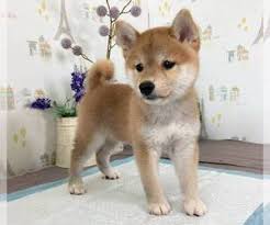 We did not find results for: View Ad Shiba Inu Puppy For Sale Near Oregon Portland Usa Adn 228156