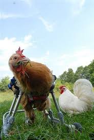 Handicapped Chicken In A Wheelchair Pets Rock Chickens Backyard Animals