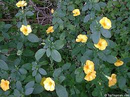 Image result for Reinwardtia indica