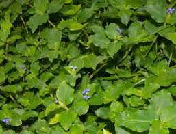 Image result for Commelina benghalensis