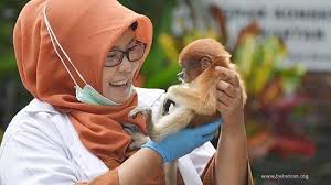 Inilah lanjutan dari video sanca darah. Generasi Baru Spesies Langka Bekantan Si Kera Hidung Mancung Lahir Dunia Sambut Gembira Tribunnews Com Mobile