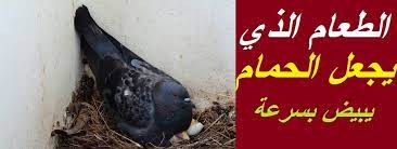 جزاك الله خير والله يكتب لك في كل حرف خير بدنيا والاخره والله يبيض وجهك فوربي اني كنت ابحث عن مثل هذه المدونه المختصة بالقوافي منذ فتره ولم اجد مثل لا يمكن لنا خط عباراتنا بفصاحة طيبة ترتاح لها نفس من نكتب لهم الا بعد ان نمر ونستعين بقلعة موقعكم هذا. Ø§ÙØ¶Ù„ Ø¹Ù„Ø§Ø¬ Ù„ÙŠØ¨ÙŠØ¶ Ø§Ù„Ø­Ù…Ø§Ù…