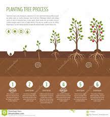 Was ist ein guter standort und abstand? Pflanzen Baum Prozessinfographic Apfelbaum Wachstumsstadien Suite Vektor Abbildung Illustration Von Geschaft Wachstum 110496320