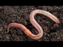 1491 This Is What Happens When You Put Earthworm In Your Garden Soil Youtube Earthworms Pet Hacks Garden Soil