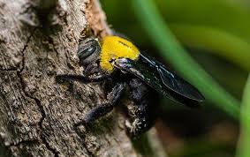 Another way to identify a carpenter bee (vs bumblebee). When Are Carpenter Bees In Season In East Texas