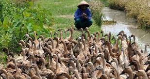 En ucuz imalat toptan kız erkek bebek ve çocuk giyim ürünleri modelleri ve. Update Pascabanjir Kalsel 88 Ribu Itik Mati Pemprov Salurkan Bantuan