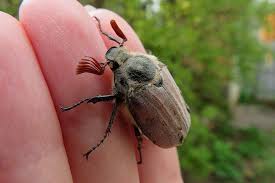 Si vous avez de la chance, cet auxiliaire et d'autres prédateurs des larves de hanneton peuvent même déjà être présents dans votre jardin et effectuer naturellement cette. Lutte Biologique Contre Les Hannetons Insectes Utiles