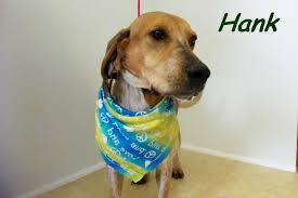 Adopt Hank On Dog Adoption Shelter Dogs Pet Adoption