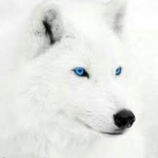 Wolf side view with glowing eyes at night. White Wolf On Twitter In 2021 Wolf With Blue Eyes White Wolf With Blue Eyes White Wolf