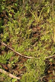 Image result for Eriocaulon truncatum