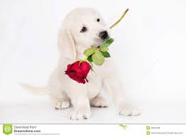 Golden Retriever Puppy Holding A Rose In His Mouth Cute Dogs Animal Photography Dogs Dog Images
