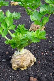 Image result for Apium graveolens