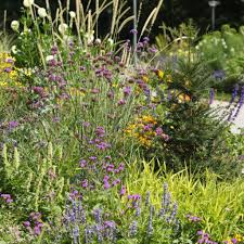 Sending flowers nationwide through our extensive network of trusted independent florist. Plant Of The Week 41 Verbena Bonariensis The Gardenist