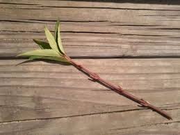 How To Grow Forsythias From Cuttings Landscaping Plants Forsythia Bush Plants
