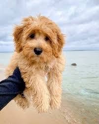 Pin On Adorable Animals Sooo Cute