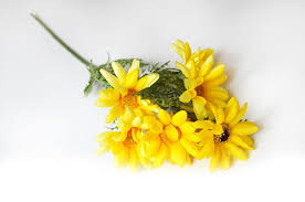 Image result for foto Kopretina