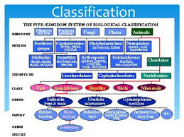 classification ch 17 17 1 biodiversity variety of