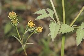 Image result for Bidens pilosa
