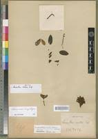 Image result for Oedina