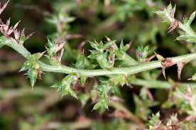 Image result for Salsola
