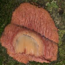 Image result for Uapaca guineensis