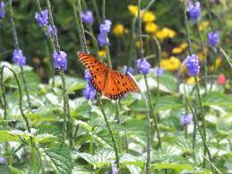 We did not find results for: Butterfly Plants List Butterfly Flowers And Host Plant Ideas