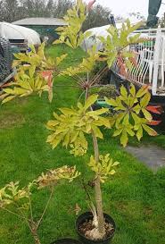 Image result for Cussonia corbisieri