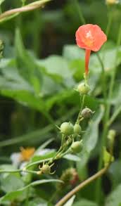 Image result for Ipomoea hederifolia