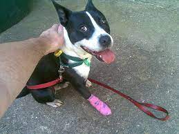 How To Treat A Torn Dog Nail Dog Nails Dogs Dog Broken Nail