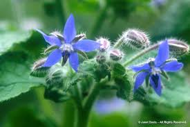 Use the azuresky dynamic skybox tool for your next project. Blue Janet Davis Explores Colour