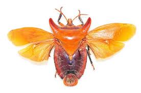 Insect Sample Insects Beautiful Bugs Bugs And Insects