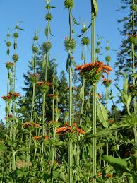 Image result for Leonotis nepetifolia
