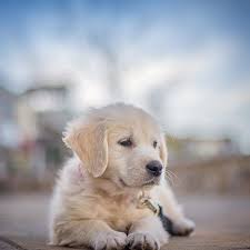 This Is What Cold In Southern California Looks Like Golden Retriever Retriever Puppy Retriever
