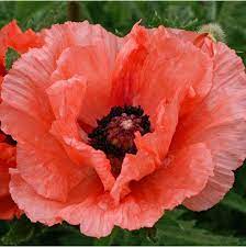 Double Pleasure Oriental Poppy Plants Flowers Planting Flowers