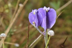 Image result for Burmannia