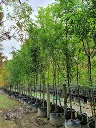 Image result for Ulmus parvifolia