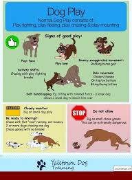 German Shepherd Dog Training Tips In Hindi Pdf And Pics Of