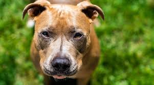 Understanding an american pitbull terrier's diet requirements. Best Dog Foods For Pitbulls Puppies Adults Seniors
