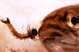 Elimine aussi les larves de moustique tigre. Tuer Les Larves De Moustique Avec Des Auxiliaires Aquatiques Et Des Predateurs Des Larves Protegez Votre Famille Des Moustiques