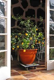 How fast do satsuma trees grow? Potted Lemon Trees Care Pruning And Re Potting