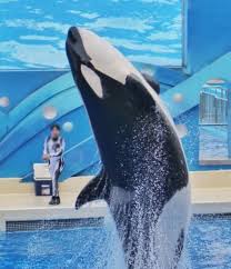 Pin Ot Polzovatelya Orcas In Captivity Na Doske Shanghai Haichang Ocean Park